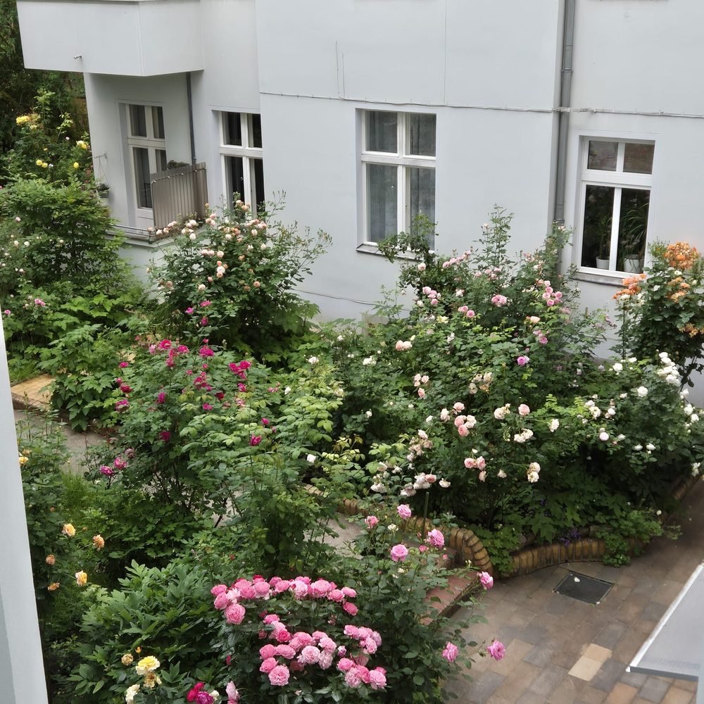 Gepflegter Innenhof eines Berliner Wohnhauses mit blühenden Rosenbeeten