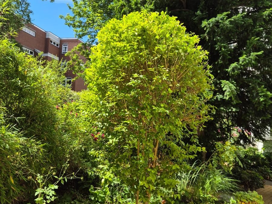 Sonniger Innenhof mit Kübelpflanzen und Baum
