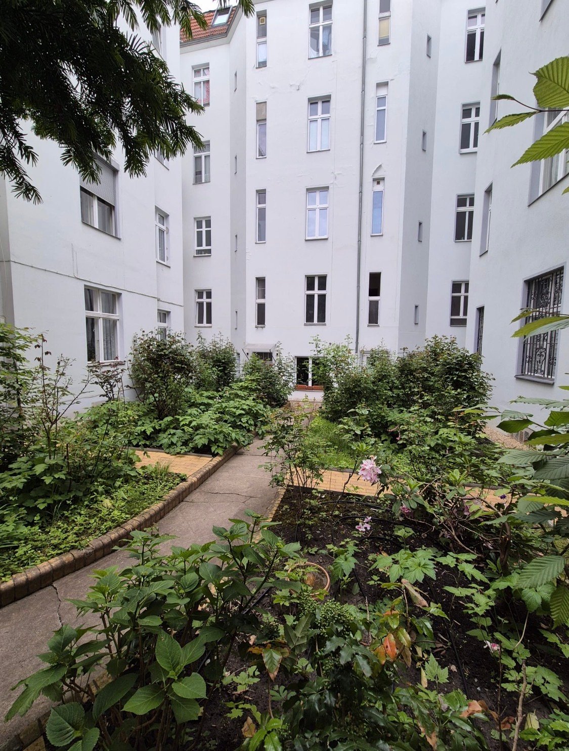 Sonniger Innenhof mit Kübelpflanzen und Baum
